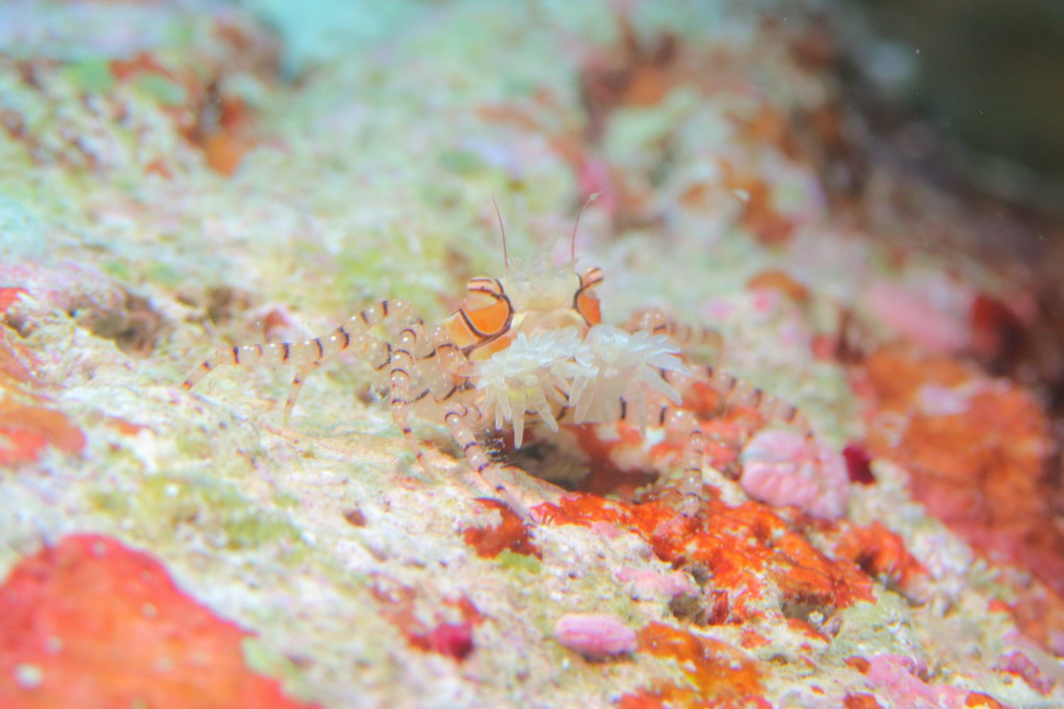 2025西表島ツアーLog